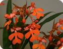 Habenaria rhodocheila Orange